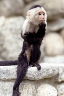 Binx the Monkey